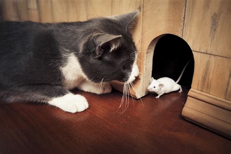 Cat and Mouse .